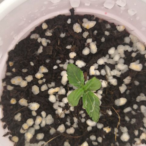 Unknown strain growlog timeline photo