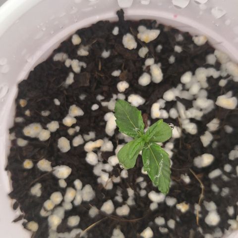 Unknown strain growlog timeline photo