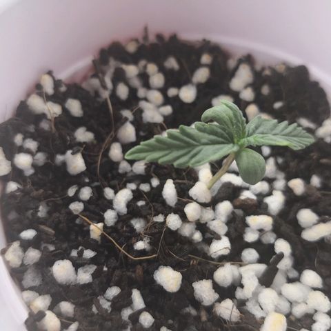 Unknown strain growlog timeline photo