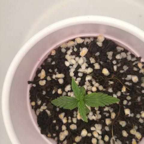 Unknown strain growlog timeline photo