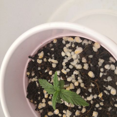 Unknown strain growlog timeline photo