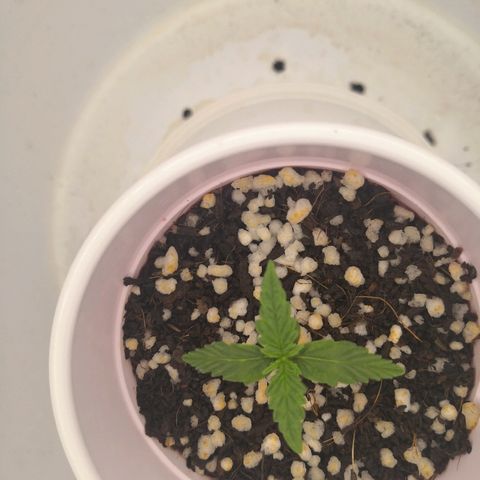 Unknown strain growlog timeline photo