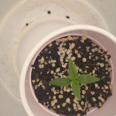 Unknown strain growlog timeline photo