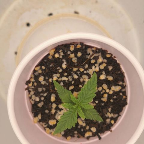 Unknown strain growlog timeline photo