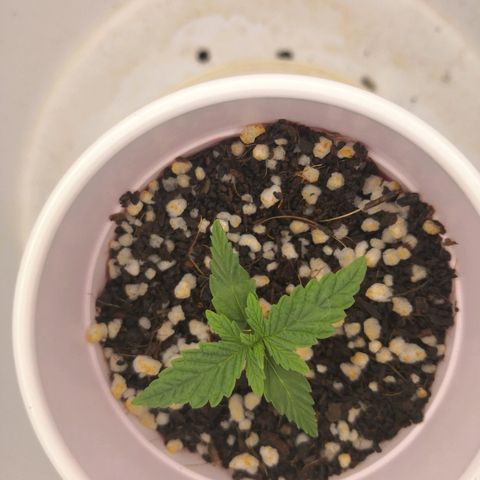 Unknown strain growlog timeline photo