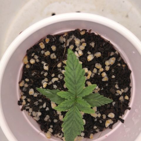 Unknown strain growlog timeline photo