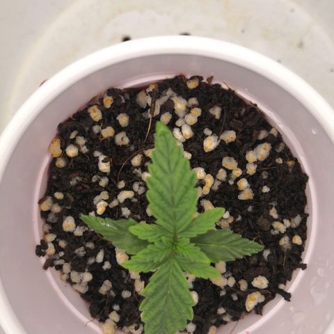 Unknown strain growlog timeline photo
