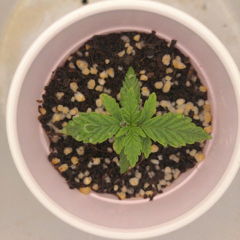 Unknown strain growlog timeline photo