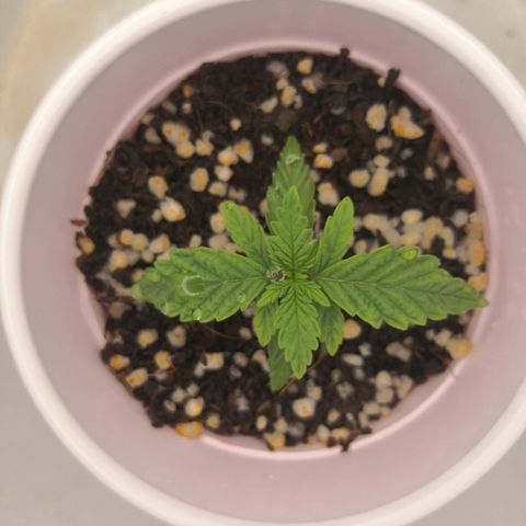Unknown strain growlog timeline photo
