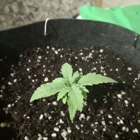 Unknown strain growlog photo: Repotted