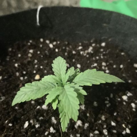 Unknown strain growlog photo: Repotted