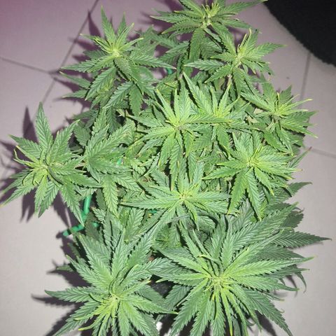Unknown strain growlog photo: Last day before light flip