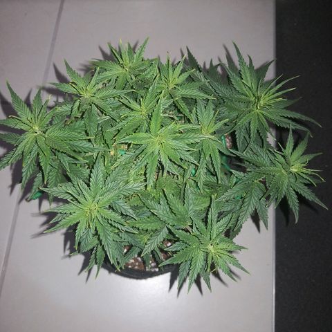 Unknown strain growlog photo: Last day before light flip