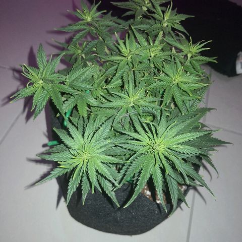 Unknown strain growlog photo: Last day before light flip