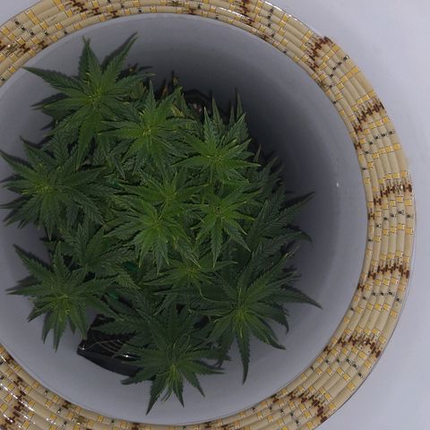 Unknown strain growlog photo: Last day before light flip