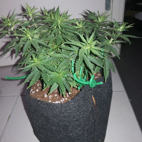 Unknown strain growlog photo: Last day before light flip
