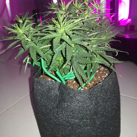 Unknown strain growlog photo: Last day before light flip