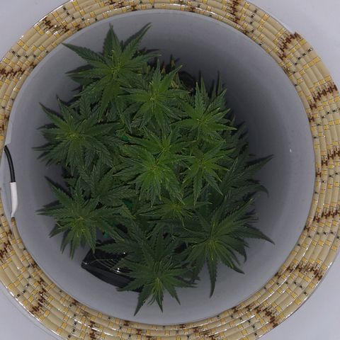 Unknown strain growlog photo: Last day before light flip
