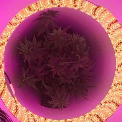 Unknown strain growlog photo: Day 2 flower