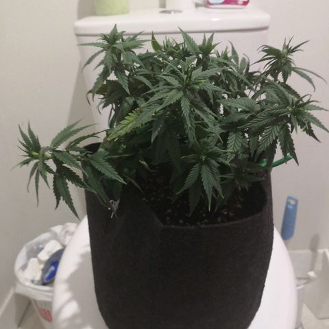 Unknown strain growlog photo: Day 2 flower