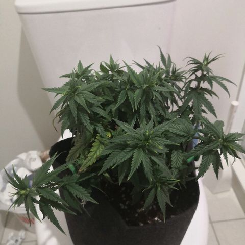 Unknown strain growlog photo: Day 2 flower