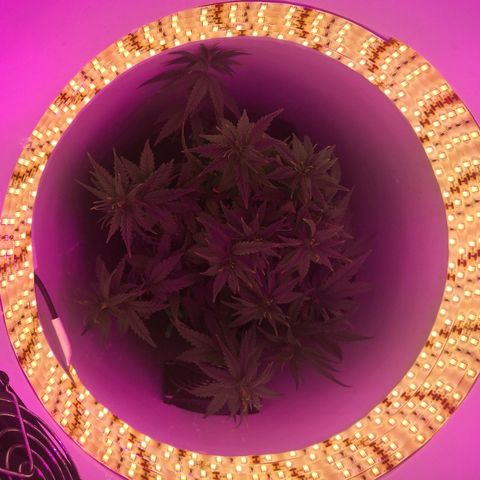 Unknown strain growlog photo: Day 2 flower
