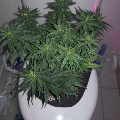 Unknown strain growlog timeline photo