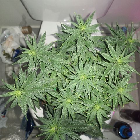 Unknown strain growlog timeline photo
