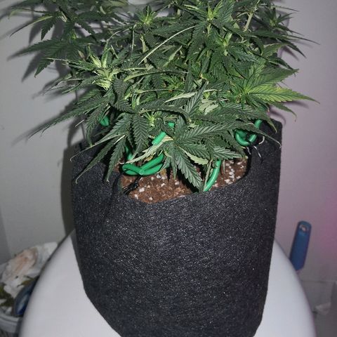 Unknown strain growlog timeline photo