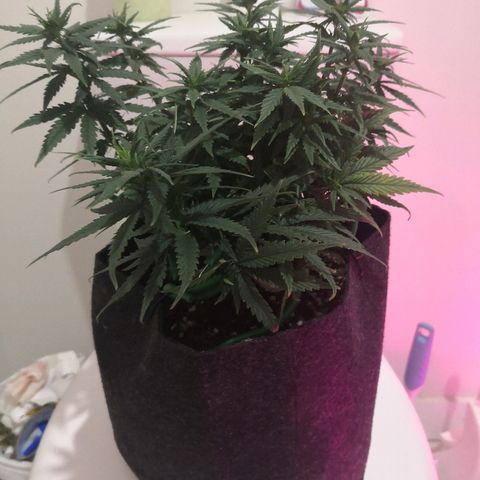 Unknown strain growlog timeline photo