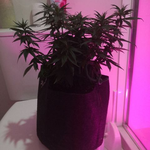 Unknown strain growlog timeline photo
