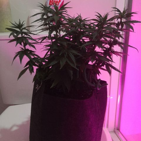 Unknown strain growlog timeline photo