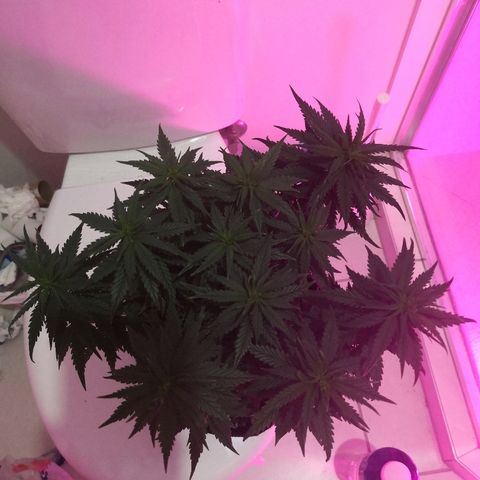 Unknown strain growlog timeline photo