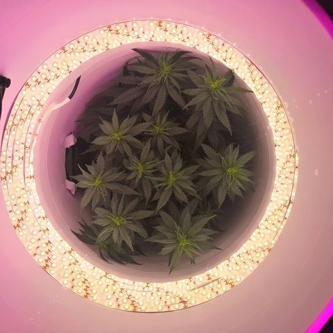Unknown strain growlog photo: Seems to be going well. I think it's showing hairs, start of buds but not positive... First time 