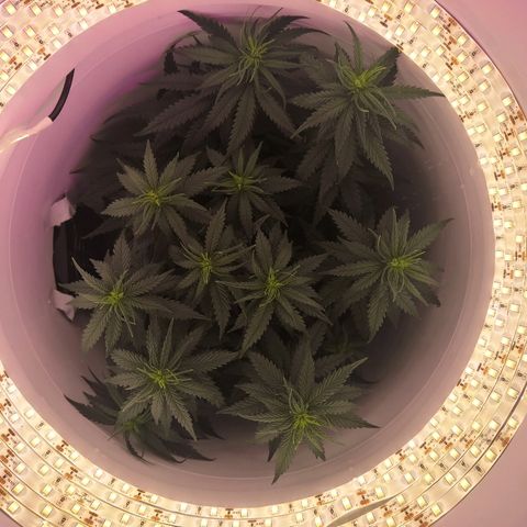 Unknown strain growlog photo: Seems to be going well. I think it's showing hairs, start of buds but not positive... First time 