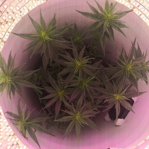 Unknown strain growlog photo: Defoliated