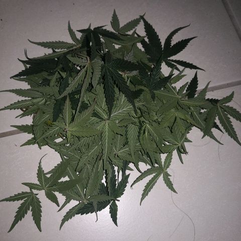Unknown strain growlog photo: Defoliated