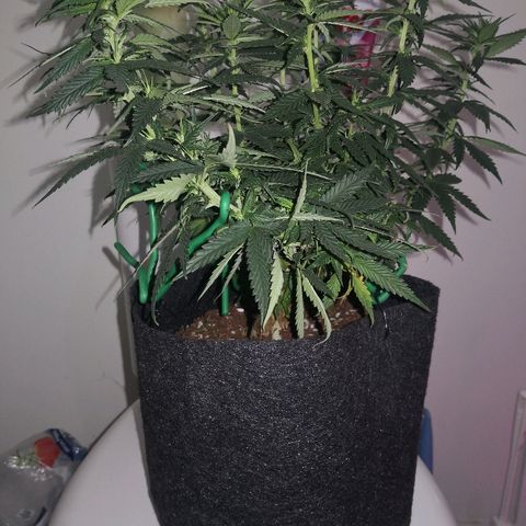 Unknown strain growlog photo: Defoliated