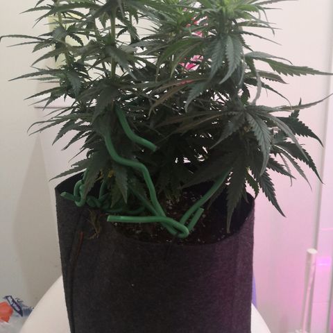 Unknown strain growlog photo: Defoliated
