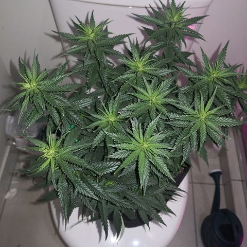 Unknown strain growlog photo: Defoliated