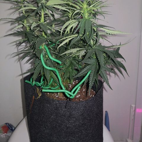 Unknown strain growlog photo: Defoliated