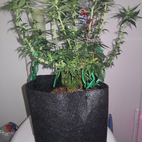 Unknown strain growlog photo: Defoliated