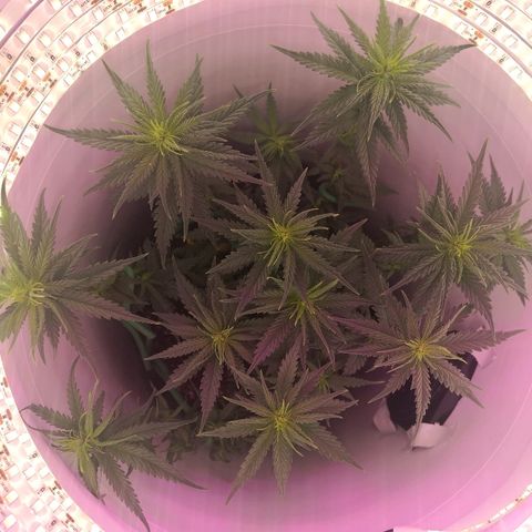 Unknown strain growlog photo: Defoliated