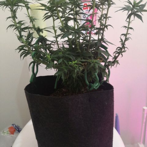 Unknown strain growlog photo: Defoliated