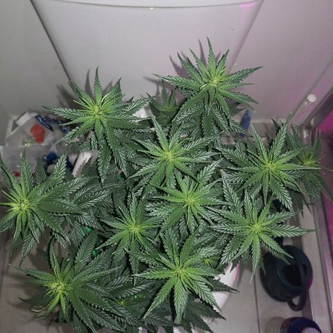 Unknown strain growlog photo: Defoliated