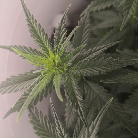 Unknown strain growlog photo: Pre defoliating 