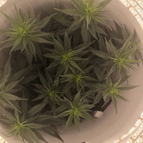 Unknown strain growlog photo: Pre defoliating 