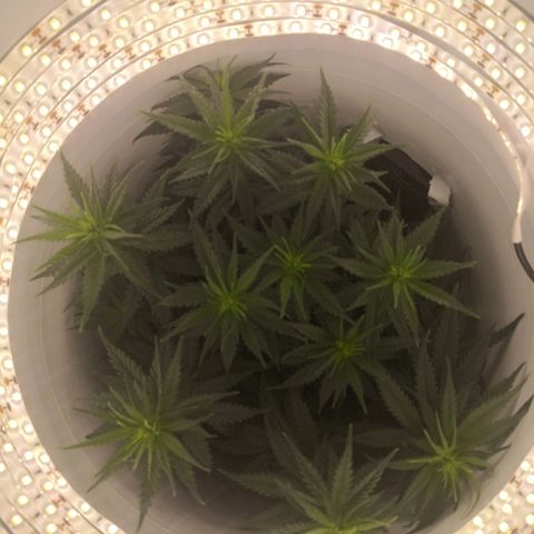 Unknown strain growlog photo: Pre defoliating 