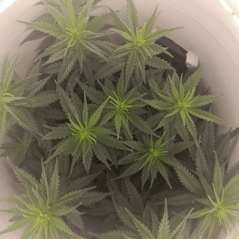 Unknown strain growlog photo: Pre defoliating 