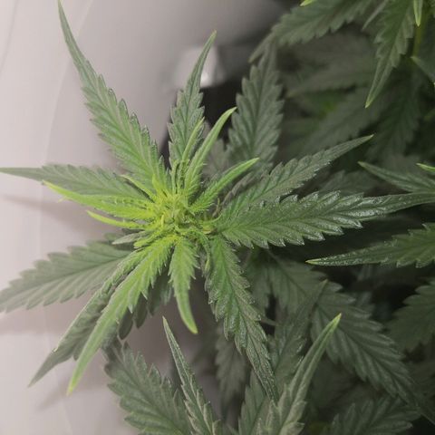 Unknown strain growlog photo: Pre defoliating 